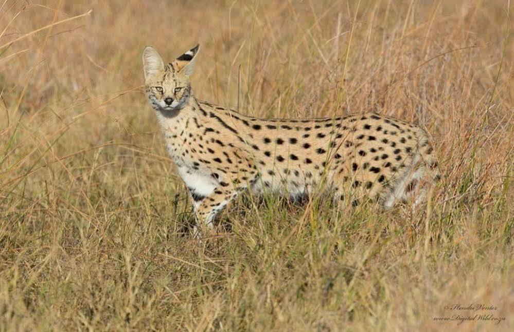 ホテルCamp Savuti エクステリア 写真
